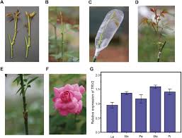 Check spelling or type a new query. Graft Accelerated Vigs In Rosa Chinensis Old Blush A Sprouts Used Download Scientific Diagram