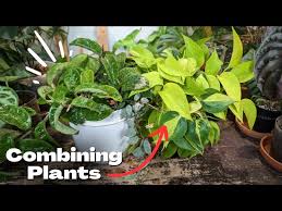 Image result for sanvitalia combine in pots