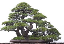 Cara Membuat Dan Merawat Bonsai Cemara Udang Bibitbunga Com