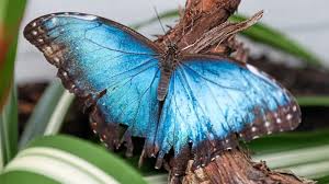 Lassen sie von ihren aussergewöhnlichen farben betören und. Fast 300 Schmetterlinge Auf Der Laga In Bad Iburg Fliegen Die Falter Im Schmetterlingshaus