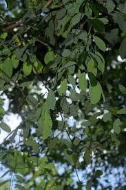 Image result for Monanthotaxis buchananii