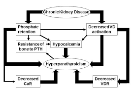 As part of the focused assessment, healthcare professionals need to. Pathogenesis And Treatment Of Chronic Kidney Disease Mineral And Bone Disorder Intechopen