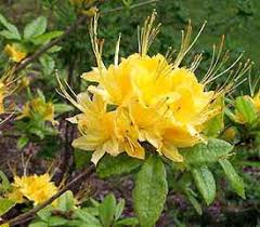 Rhododendron Hazel Hamilton Azaleas Rhododendron Garden Help