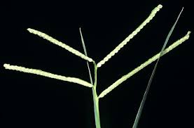 Image result for Paspalum scrobiculatum