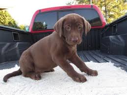 More images for lab puppies wilmington nc » Lab Puppies Chocolate Yellow 9 Weeks For Sale In Roseboro North Carolina Classified Americanlisted Com