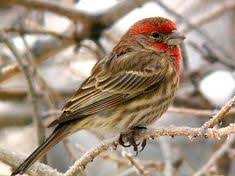 Bird With Red Patch On Back Of Head Male House Finch Orangish Red Eyebrow And Throat With Grayish Auriculars Ear Patch Finch Pet Birds Birds