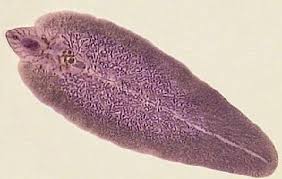 Secara umum, penyakit kuning dibagi ke dalam tiga kelompok besar, yakni prehepatic (gangguan berada di sebelum hati), intrahepatic (gangguan di hati). Penyakit Ikan Lele Ini Dia Cara Mencegah Dan Mengatasinya