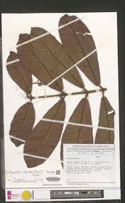 Image result for Dictyophleba