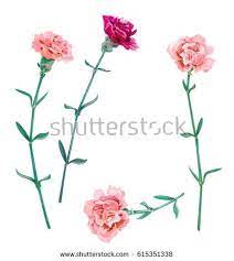 Set Of Carnation Schabaud Pink Red Scarlet Flowers Green Stem Leaves On White Background Collection F Carnation Flower Tattoo Carnations Carnation Tattoo
