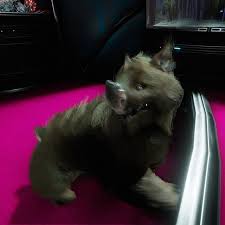 My Newest Pet Travis The Kubrow Puppy X3 Kubrow Warframe Blueeyes Brownfur Puppy Cute Orbiter Screenshot Ps4 Puppies Pets Warframe Kubrow