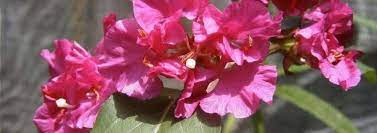 Plantfiles Clarkia Garland Flower Mountain Garland Bloom Flowers Plants
