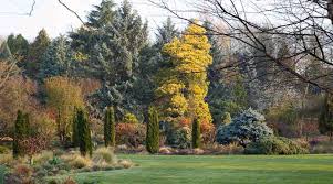 640 x 465 · jpeg. Gardening With Conifers Bressingham Gardens
