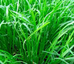 Image result for Zehneria minutiflora