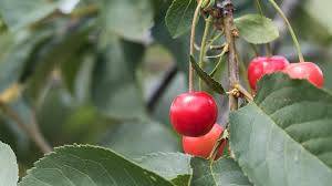 Serrula as rootstock, the tree that you have growing now is likely one of those. Sour Cherry Prunus Cerasus British Trees Woodland Trust