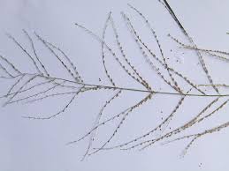 Image result for Dinebra