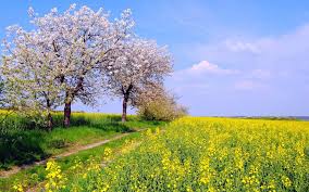 We have 83+ amazing background pictures carefully picked by our community. Germany Spring Nature Scenery Fields Flowers Blue Sky Wallpaper Nature And Landscape Wallpaper Better