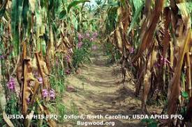 Image result for Striga chrysantha