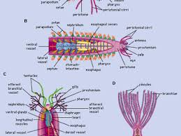 Image result for Polychaeta spp.