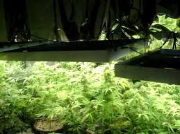 Flowering Under T5 Lights Youtube