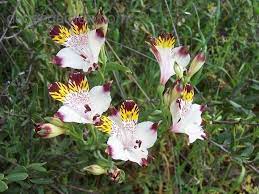 Full Size Picture Of Alstroemeria Country Butterfly Mariposa Del Campo Alstroemeria Pulchra Alstroemeria Plants Flowers