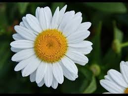 Flowers provided an incredibly nuanced form of communication. White Flower White Flower Meaning White Flower Quotes