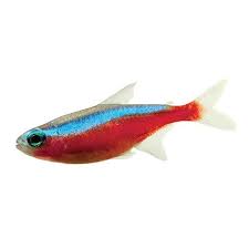 Australia S Largest Range Of Premium Live Aquarium Fish Shrimp Snails Aquarium Plants At Perfect Pr Live Aquarium Fish Tropical Fish Aquarium Aquarium Fish
