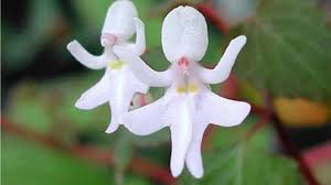 Beautiful flower in autumn 2017. Top 10 Most Beautiful Flowers In The World 2021 Youtube