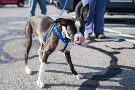 Find out which puppy shots your new friend will need, and the right schedule for when your puppy should receive vaccinations. Dog With Anxiety Behavioral Issues Flies To Sc For Canine Therapy