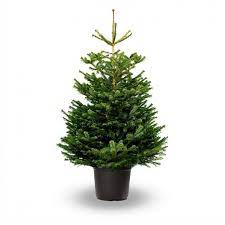 Un petit sapin nordmann dans un pot de pépinière ou de pépinière convient parfaitement à un arbre de noël. Sapin Nordmann Pot 120 140cm