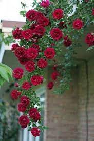 Vektor bunga vektor gambar spiral tanaman dengan bunga merah domain. Pokok Bunga Ros Red Cascade Home Furniture Gardening On Carousell