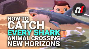 All of the sharks in animal crossing: How To Catch The Great White Shark More In Animal Crossing New Horizons Youtube