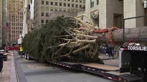 Rockefeller Center Gets Its Christmas Tree Cnn