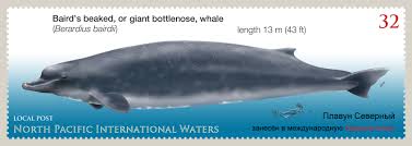Cavirostris have been taken on an opportunistic basis with catches of varying from 3 to 35 animals taken yearly. Stamps Of Commander Islands North Pacific International Waters