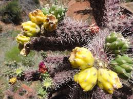In spring, the arizona desert around phoenix comes alive with wildflowers. Snappygoat Com Free Public Domain Images Snappygoat Com Arizona Flower Cactus Desert Plant 287328 Jpg