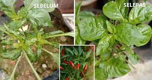 Maybe you would like to learn more about one of these? Tip Pulihkan Masalah Daun Pokok Cili Kerinting Bergulung Tanpa Guna Racun Vanilla Kismis