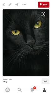 Looks Just Like My Beauty Lamc Black Cat Art Cat Portraits Cat Painting