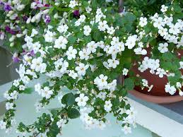 Hoya linearis, when treated well and given a little sun each day, may produce fragrant white blooms to crown its hanging tendrils spangled with linear leaves. Favorite Spring Flowers Four Generations One Roof Bacopa Plant Shade Flowers Bacopa