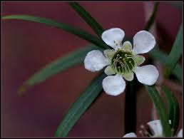 Image result for Leptospermum petersonii