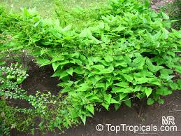 Image result for Dioscorea schimperiana