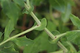 Image result for Solanecio