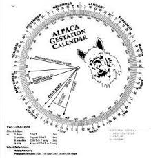 gestation calendar wheel alpaca