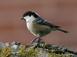 Black Bird With White Tail Uk Pin On European Birds