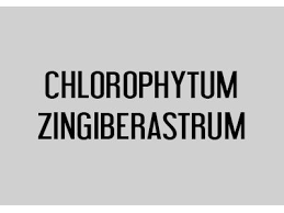 Image result for Chlorophytum zingiberastrum