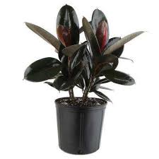 Bird Of Paradise Plant Home Depot Costa Farms Indoor Plants Plants Garden Flowers The Home Depot Rubber Plant Plants Rubber Plant Care