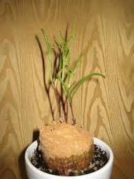 Image result for Ipomoea welwitschii