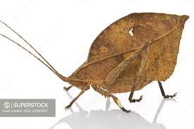 Image result for Dipcadi platyphyllum