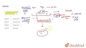 Maybe you would like to learn more about one of these? A Cell Placed In Hypotonic Solution Bursts Up It Is Youtube