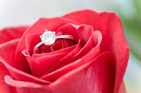 Check spelling or type a new query. Free Photo Silver Diamond Embed Ring On Red Rose Affection Love Macro Free Download Jooinn