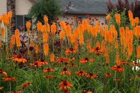 Image result for Kniphofia