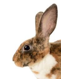 Mini Rex For Sale Rabbits Breed Information Omlet